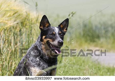 "Australian Cattle Dog next to a field, Germany, Europe" View Large Photo Image Stock Photo - "Australian Cattle Dog next to a field, Germany, Europe". Fotosearch