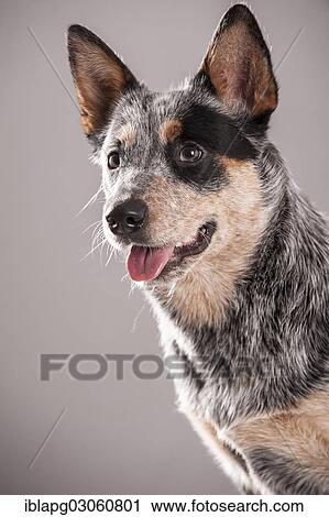 "Australian Cattle Dog, portrait" View Large Photo Image Stock Image - "Australian Cattle Dog, portrait". Fotosearch