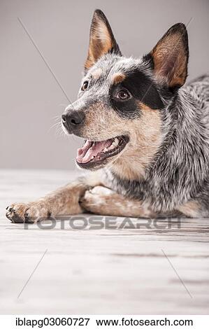 "Australian Cattle Dog, portrait" View Large Photo Image Stock Photo - "Australian Cattle Dog, portrait". Fotosearch