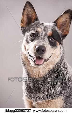 "Australian Cattle Dog, portrait" View Large Photo Image Stock Photo - "Australian Cattle Dog, portrait". Fotosearch