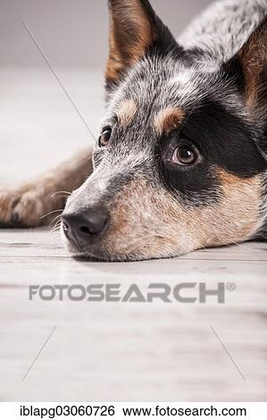 "Australian Cattle Dog, portrait" View Large Photo Image Stock Photograph - "Australian Cattle Dog, portrait". Fotosearch