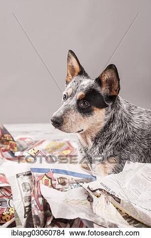 "Australian Cattle Dog, young dog shredding newspaper" View Large Photo Image Picture - "Australian Cattle Dog, young dog shredding newspaper". Fotosearch