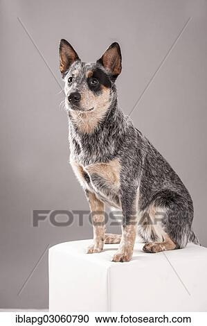 "Australian Cattle Dog, young dog sitting on a white stool" View Large Photo Image Stock Image - "Australian Cattle Dog, young dog sitting on a white stool". Fotosearch