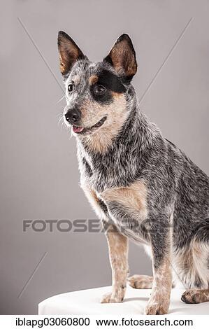 "Australian Cattle Dog, young dog sitting on a white stool" View Large Photo Image Stock Image - "Australian Cattle Dog, young dog sitting on a white stool". Fotosearch