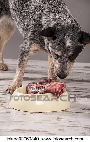"Australian Cattle Dog, young dog eating raw deer meat, BARF diet" View Large Photo Image Stock Image - "Australian Cattle Dog, young dog eating raw deer meat, BARF diet". Fotosearch