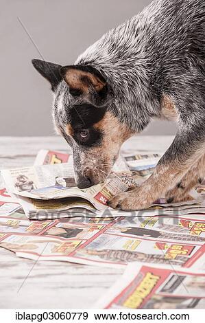"Australian Cattle Dog, young dog shredding newspaper" View Large Photo Image Stock Photo - "Australian Cattle Dog, young dog shredding newspaper". Fotosearch