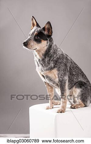 "Australian Cattle Dog, young dog sitting on a white stool" View Large Photo Image Stock Photo - "Australian Cattle Dog, young dog sitting on a white stool". Fotosearch