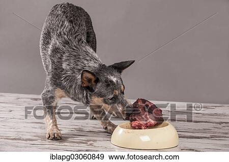 "Australian Cattle Dog, young dog eating raw deer meat, BARF diet" View Large Photo Image Stock Photo - "Australian Cattle Dog, young dog eating raw deer meat, BARF diet". Fotosearch