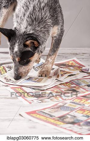 "Australian Cattle Dog, young dog shredding newspaper" View Large Photo Image Stock Photography - "Australian Cattle Dog, young dog shredding newspaper". Fotosearch