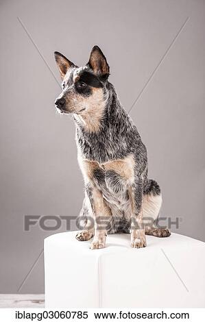"Australian Cattle Dog, young dog sitting on a white stool" View Large Photo Image Stock Photography - "Australian Cattle Dog, young dog sitting on a white stool". Fotosearch