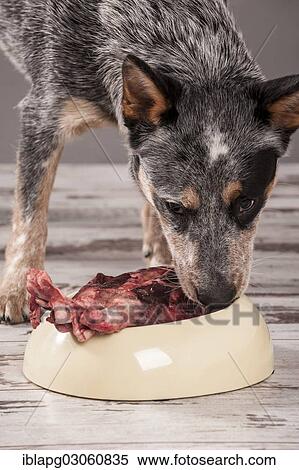 "Australian Cattle Dog, young dog eating raw deer meat, BARF diet" View Large Photo Image Stock Photography - "Australian Cattle Dog, young dog eating raw deer meat, BARF diet". Fotosearch