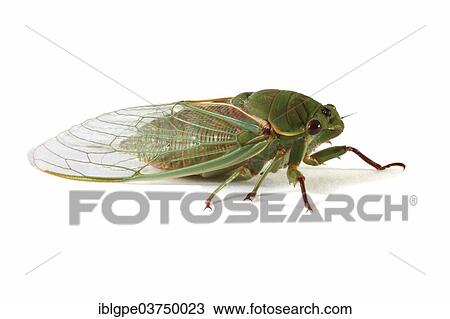 Australian Green Grocer cicada (Cyclochila australasiae) View Large Photo Image Stock Image - Australian Green Grocer cicada (Cyclochila australasiae). Fotosearch