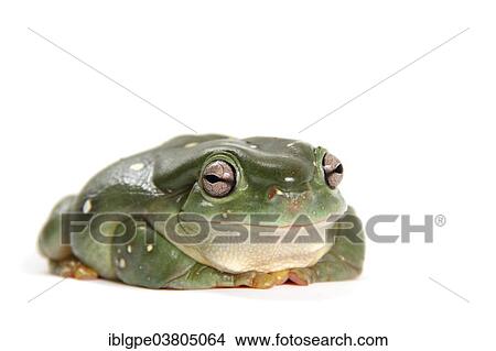 Australian Green Tree Frog (Litoria caerulea) View Large Photo Image Picture - Australian Green Tree Frog (Litoria caerulea). Fotosearch