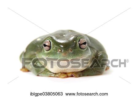 Stock Image - Australian Green Tree Frog (Litoria caerulea). Fotosearch
