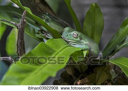 "Australian Green Tree Frog (Litoria caerulea), Sweden, Europe" View Large Photo Image Stock Photo - "Australian Green Tree Frog (Litoria caerulea), Sweden, Europe". Fotosearch