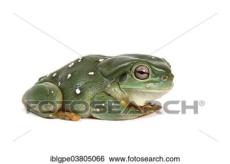 Australian Green Tree Frog (Litoria caerulea) View Large Photo Image Stock Photograph - Australian Green Tree Frog (Litoria caerulea). Fotosearch
