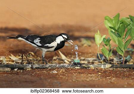 Stock Photo - "Australian Magpie-lark (Grallina cyanoleuca), adult male, drinking from leaking hosepipe, Northern Territory, Australia, Oceania". Fotosearch