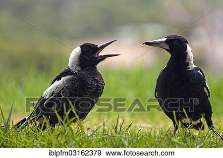 "Australian Magpies (Gymnorthina hypoleuca), adult feeding young, Western Australia, Australia, Oceania" View Large Photo Image Stock Photo - "Australian Magpies (Gymnorthina hypoleuca), adult feeding young, Western Australia, Australia, Oceania". Fotosearch