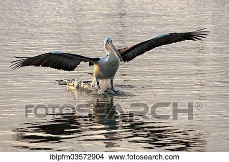 "Australian Pelican (Pelecanus conspicillatus) landing on water, Albany, Western Australia, Australia, Oceania" View Large Photo Image Picture - "Australian Pelican (Pelecanus conspicillatus) landing on water, Albany, Western Australia, Australia, Oceania". Fotosearch