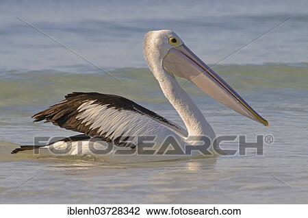 "Australian Pelican (Pelecanus conspicillatus), Kangaroo Island, South Australia, Australia, Oceania" View Large Photo Image Stock Image - "Australian Pelican (Pelecanus conspicillatus), Kangaroo Island, South Australia, Australia, Oceania". Fotosearch