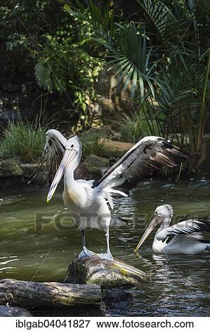 "Australian Pelican (Pelecanus conspicillatus), Bali Bird Park, Bali, Indonesia, Asia" View Large Photo Image Stock Photo - "Australian Pelican (Pelecanus conspicillatus), Bali Bird Park, Bali, Indonesia, Asia". Fotosearch