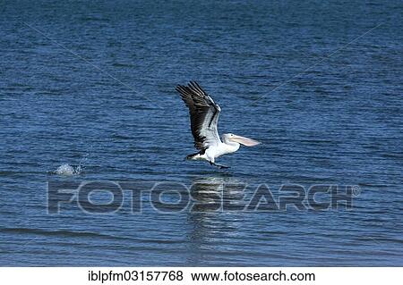 "Australian Pelican (Pelecanus conspicillatus) launching from water, Western Australia, Australia, Oceania" View Large Photo Image Stock Photo - "Australian Pelican (Pelecanus conspicillatus) launching from water, Western Australia, Australia, Oceania". Fotosearch