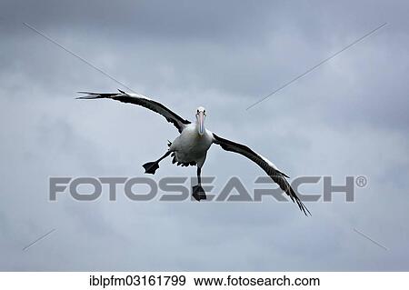 "Australian Pelican (Pelecanus conspicillatus) in flight, Western Australia" View Large Photo Image Stock Photo - "Australian Pelican (Pelecanus conspicillatus) in flight, Western Australia". Fotosearch