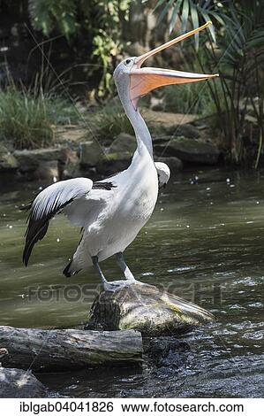 "Australian Pelican (Pelecanus conspicillatus), Bali Bird Park, Bali, Indonesia, Asia" View Large Photo Image Stock Photograph - "Australian Pelican (Pelecanus conspicillatus), Bali Bird Park, Bali, Indonesia, Asia". Fotosearch
