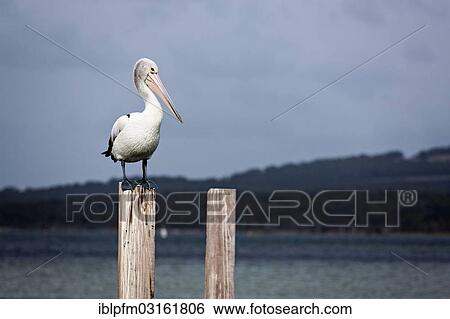 "Australian Pelican (Pelecanus conspicillatus) standing on pylon, Albany, Western Australia, Australia, Oceania" View Large Photo Image Stock Photograph - "Australian Pelican (Pelecanus conspicillatus) standing on pylon, Albany, Western Australia, Australia, Oceania". Fotosearch