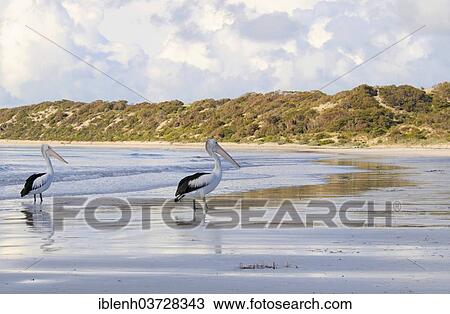 "Australian Pelicans (Pelecanus conspicillatus), Kangaroo Island, South Australia, Australia, Oceania" View Large Photo Image Stock Image - "Australian Pelicans (Pelecanus conspicillatus), Kangaroo Island, South Australia, Australia, Oceania". Fotosearch