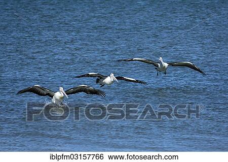 Stock Photograph - "Australian Pelicans (Pelecanus conspicillatus) landing on water, Western Australia, Australia, Oceania". Fotosearch