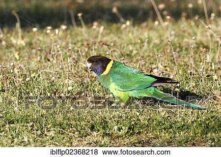 "Australian Ringneck (Barnardius zonarius), adult male, feeding on flowers, standing on ground, Western Australia, Australia, Oceania" View Large Photo Image Stock Photo - "Australian Ringneck (Barnardius zonarius), adult male, feeding on flowers, standing on ground, Western Australia, Australia, Oceania". Fotosearch