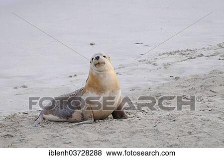 "Australian Sea Lion (Neophoca cinerea), Seal Bay Conservation Park, Kangaroo Island, South Australia, Australia, Oceania" View Large Photo Image Stock Photo - "Australian Sea Lion (Neophoca cinerea), Seal Bay Conservation Park, Kangaroo Island, South Australia, Australia, Oceania". Fotosearch
