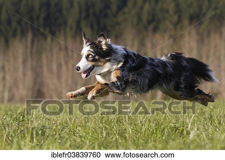 "Australian Shepherd dog, running on a meadow, Austria, Europe" View Large Photo Image Stock Image - "Australian Shepherd dog, running on a meadow, Austria, Europe". Fotosearch