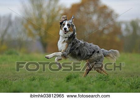"Australian Shepherd, Germany, Europe" View Large Photo Image Stock Photography - "Australian Shepherd, Germany, Europe". Fotosearch