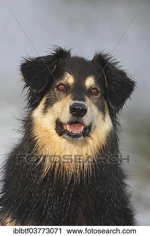 "Australian Shepherd Mix, North Rhine-Westphalia, Germany, Europe" View Large Photo Image Stock Image - "Australian Shepherd Mix, North Rhine-Westphalia, Germany, Europe". Fotosearch