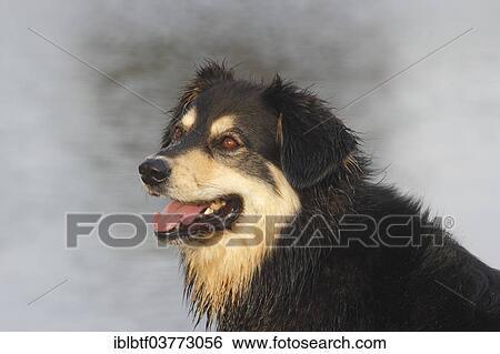 "Australian Shepherd Mix, North Rhine-Westphalia, Germany, Europe" View Large Photo Image Stock Photograph - "Australian Shepherd Mix, North Rhine-Westphalia, Germany, Europe". Fotosearch