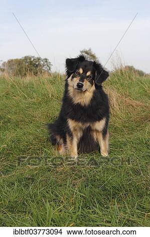 "Australian Shepherd mixed-breed dog sitting on a meadow, North Rhine-Westphalia, Germany, Europe" View Large Photo Image Picture - "Australian Shepherd mixed-breed dog sitting on a meadow, North Rhine-Westphalia, Germany, Europe". Fotosearch