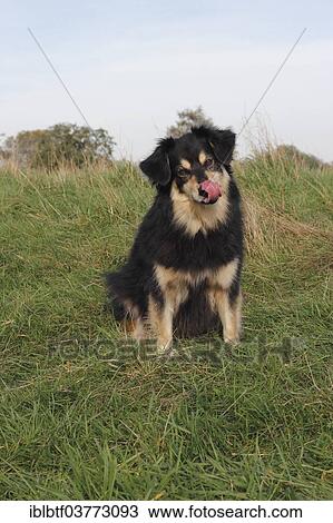 "Australian Shepherd mixed-breed dog sitting on a meadow, North Rhine-Westphalia, Germany, Europe" View Large Photo Image Stock Image - "Australian Shepherd mixed-breed dog sitting on a meadow, North Rhine-Westphalia, Germany, Europe". Fotosearch