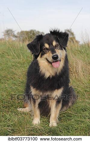 "Australian Shepherd mixed-breed dog sitting on a meadow, North Rhine-Westphalia, Germany, Europe" View Large Photo Image Stock Image - "Australian Shepherd mixed-breed dog sitting on a meadow, North Rhine-Westphalia, Germany, Europe". Fotosearch
