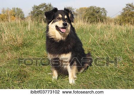 Stock Image - "Australian Shepherd mixed-breed dog sitting on a meadow, North Rhine-Westphalia, Germany, Europe". Fotosearch