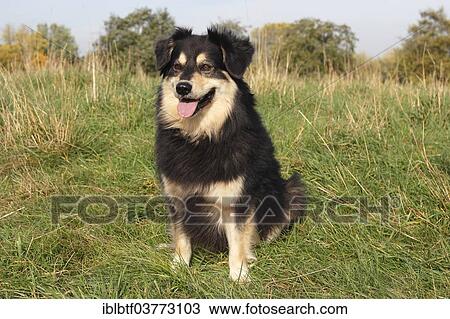"Australian Shepherd mixed-breed dog sitting on a meadow, North Rhine-Westphalia, Germany, Europe" View Large Photo Image Stock Image - "Australian Shepherd mixed-breed dog sitting on a meadow, North Rhine-Westphalia, Germany, Europe". Fotosearch