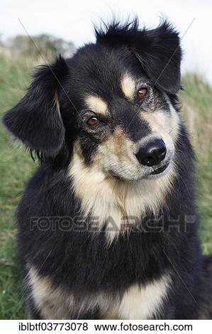 Stock Photo - "Australian Shepherd mixed-breed dog, North Rhine-Westphalia, Germany, Europe". Fotosearch