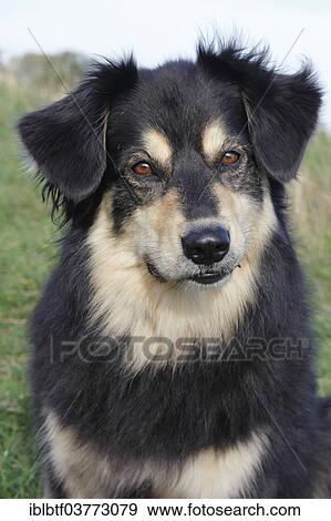 "Australian Shepherd mixed-breed dog, North Rhine-Westphalia, Germany, Europe" View Large Photo Image Stock Photo - "Australian Shepherd mixed-breed dog, North Rhine-Westphalia, Germany, Europe". Fotosearch