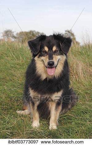 "Australian Shepherd mixed-breed dog sitting on a meadow, North Rhine-Westphalia, Germany, Europe" View Large Photo Image Stock Photo - "Australian Shepherd mixed-breed dog sitting on a meadow, North Rhine-Westphalia, Germany, Europe". Fotosearch