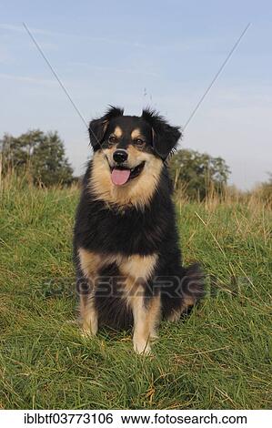 Stock Photograph - "Australian Shepherd mixed-breed dog sitting on a meadow, North Rhine-Westphalia, Germany, Europe". Fotosearch
