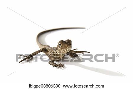 Australian Water Dragon (Physignathus lesueurii) View Large Photo Image Stock Image - Australian Water Dragon (Physignathus lesueurii). Fotosearch