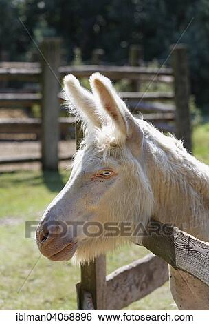 "Austria-Hungarian White Donkey, Steppentierpark Pamhagen zoo, Seewinkel, Northern Burgenland, Burgenland, Austria, Europe" View Large Photo Image Stock Photograph - "Austria-Hungarian White Donkey, Steppentierpark Pamhagen zoo, Seewinkel, Northern Burgenland, Burgenland, Austria, Europe". Fotosearch