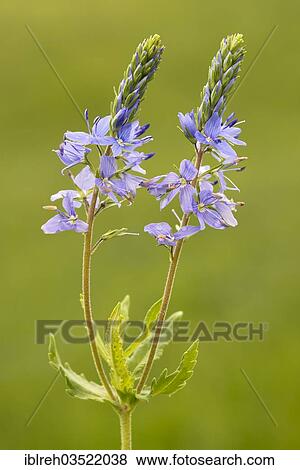 "Austrian Speedwell or Saw-leaved Speedwell (Veronica austriaca), Darscho-Lacke, Seewinkel, Apetlon, Burgenland, Austria, Europe" View Large Photo Image Stock Photo - "Austrian Speedwell or Saw-leaved Speedwell (Veronica austriaca), Darscho-Lacke, Seewinkel, Apetlon, Burgenland, Austria, Europe". Fotosearch