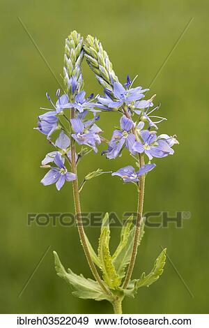 Stock Photo - "Austrian Speedwell or Saw-leaved Speedwell (Veronica austriaca), Darscho-Lacke, Seewinkel, Apetlon, Burgenland, Austria, Europe". Fotosearch